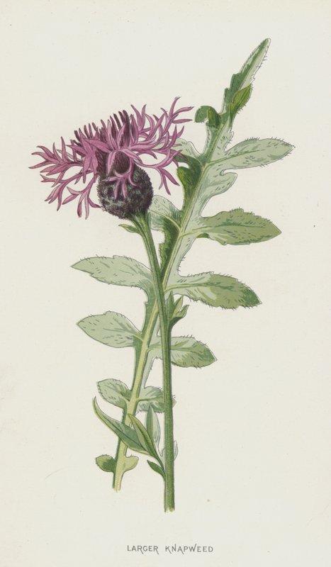 Grote Centaurie door Frederick Edward Hulme