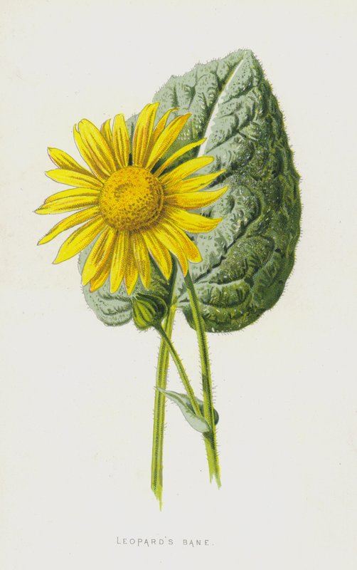 Arnica door Frederick Edward Hulme