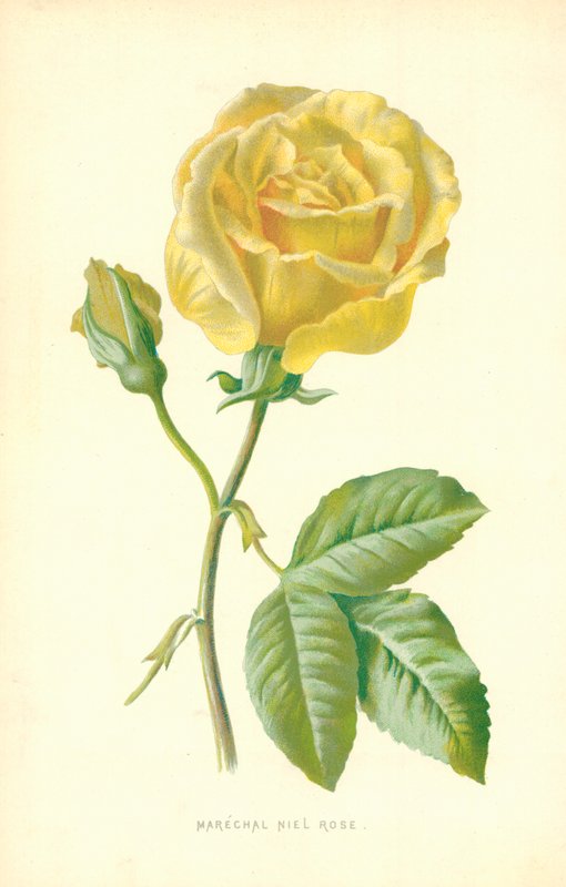 Marechal Niel Roos door Frederick Edward Hulme