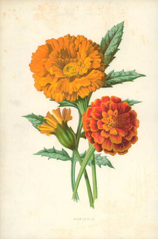 Goudsbloem door Frederick Edward Hulme