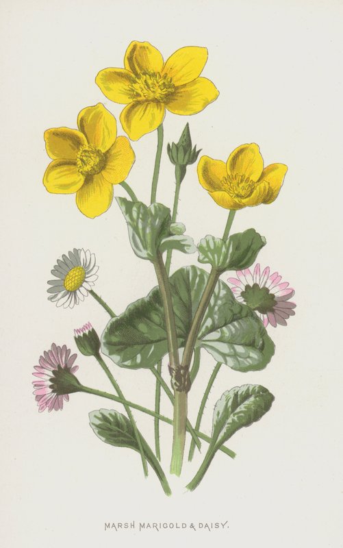 Dotterbloem en Madeliefje door Frederick Edward Hulme