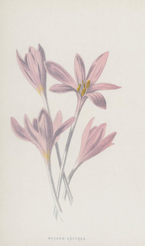 Herfsttijloos door Frederick Edward Hulme