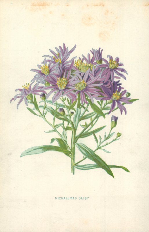 Herfstaster door Frederick Edward Hulme