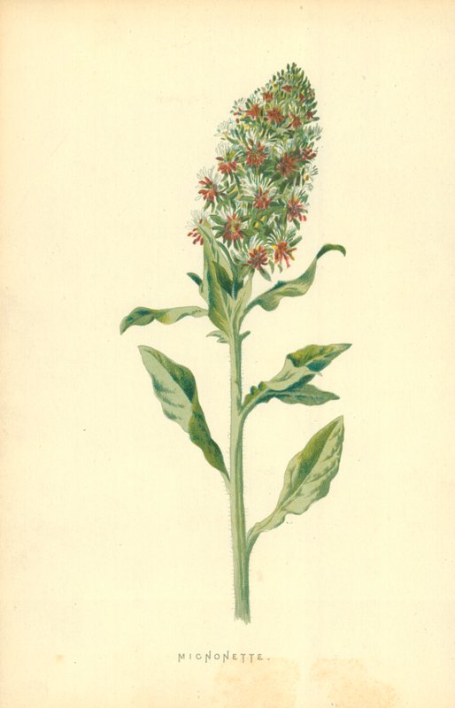 Micnonette door Frederick Edward Hulme
