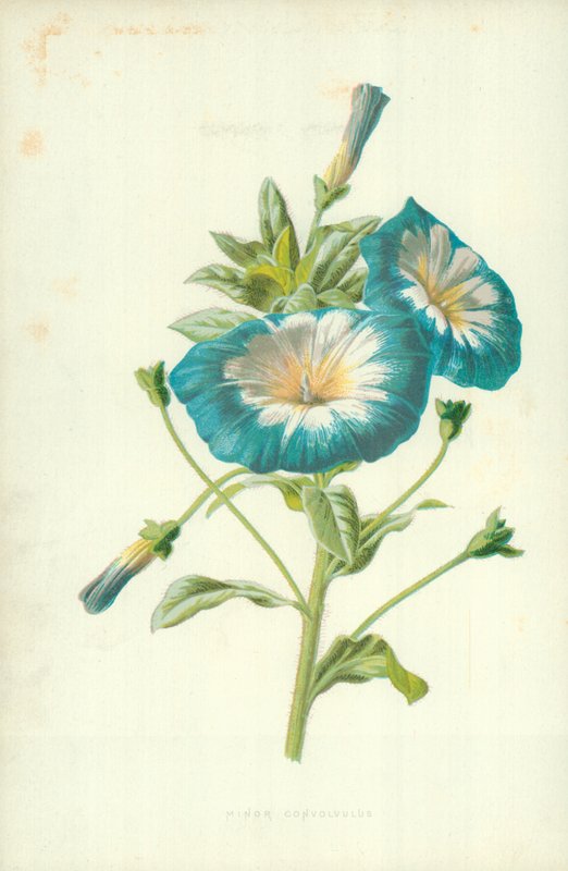 Kleine winde door Frederick Edward Hulme