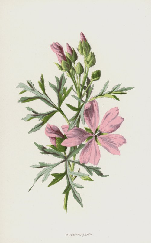 Muskuskaasjeskruid door Frederick Edward Hulme