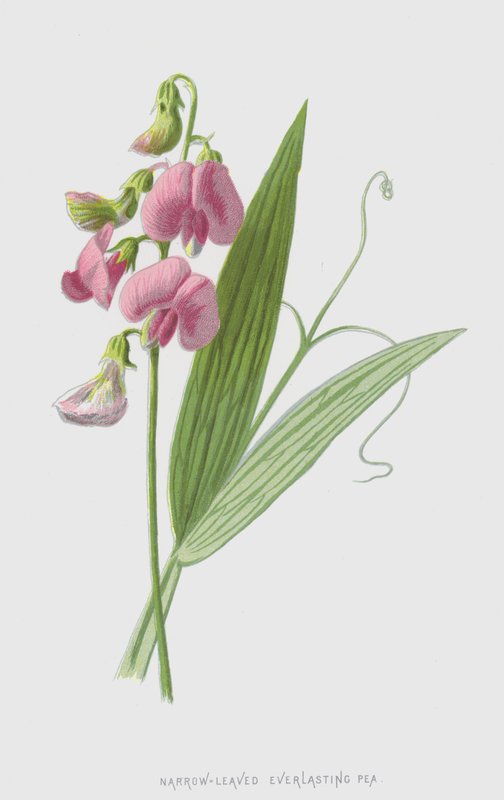 Smalle Lathyrus door Frederick Edward Hulme