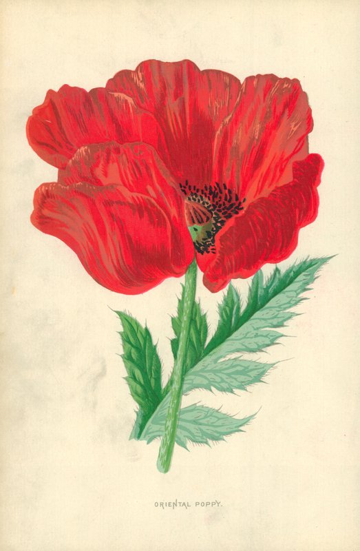 Oosterse papaver door Frederick Edward Hulme