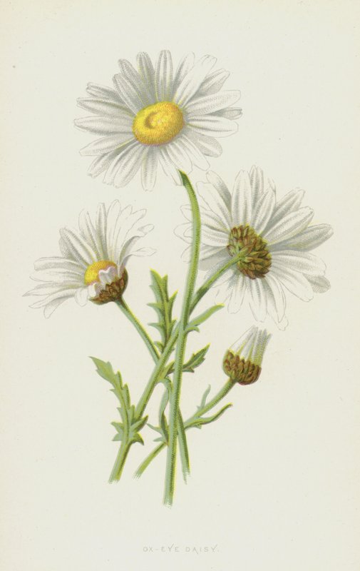 Margriet door Frederick Edward Hulme