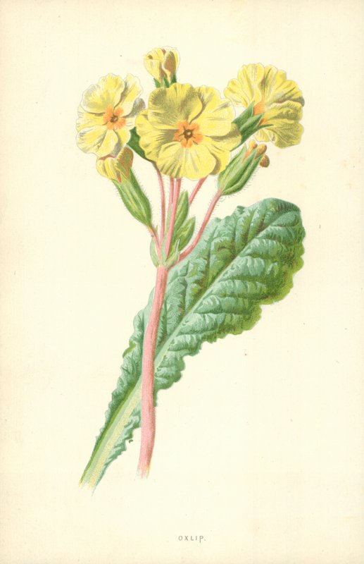 Gulden sleutelbloem door Frederick Edward Hulme