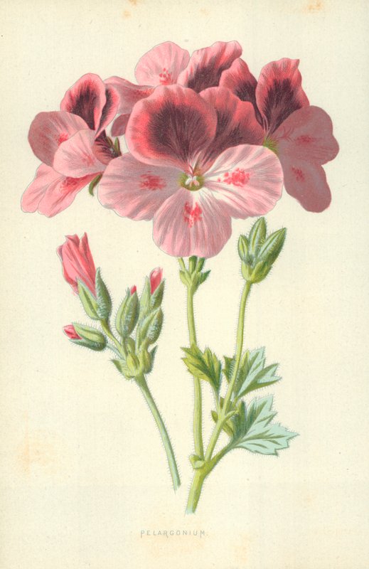 Pelargonium door Frederick Edward Hulme