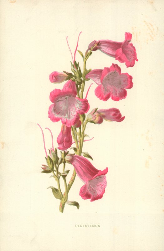 Pentstemon door Frederick Edward Hulme
