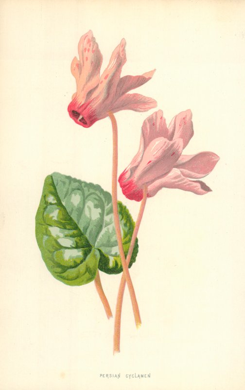 Perzische Cyclamen door Frederick Edward Hulme