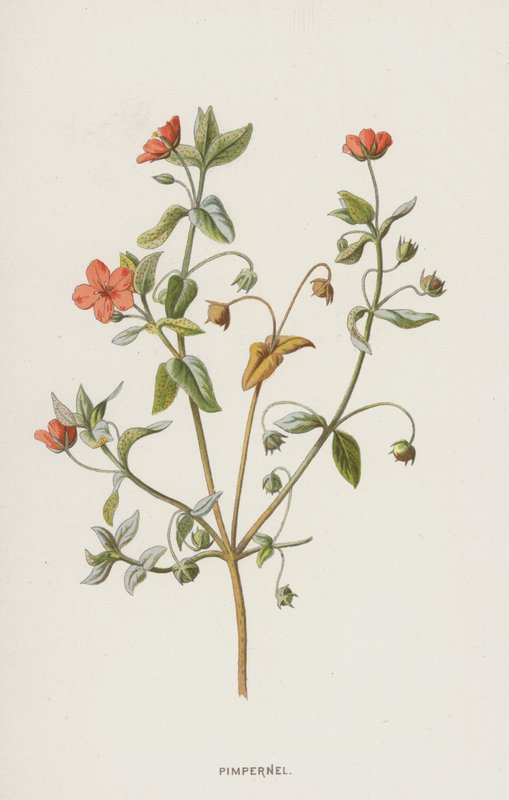 Muurpeper door Frederick Edward Hulme