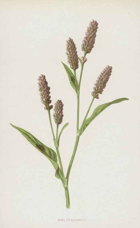 Perzikkruid door Frederick Edward Hulme