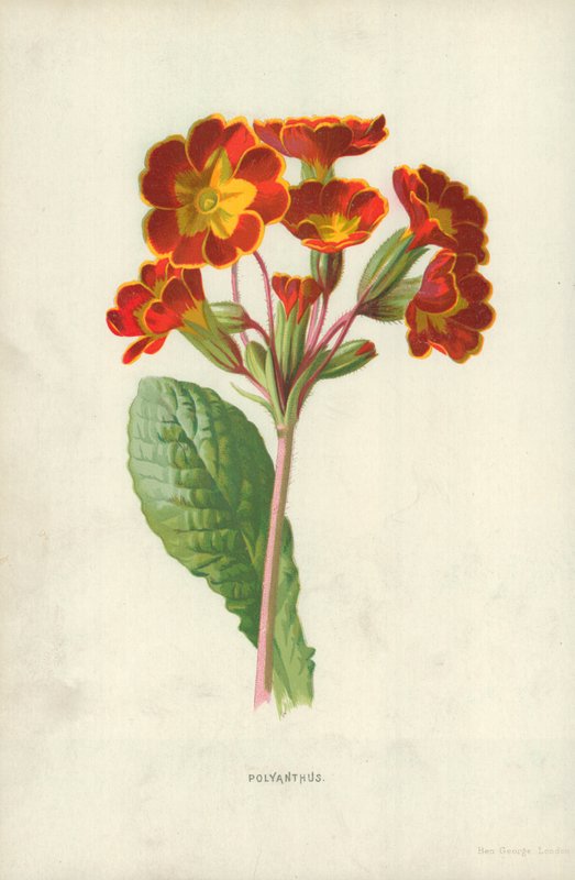 Polyanthus door Frederick Edward Hulme