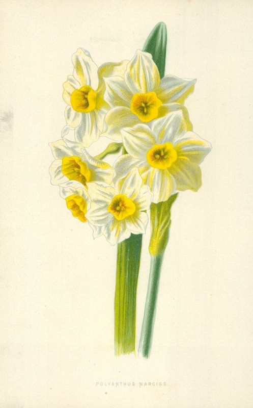 Polyanthus Narcis door Frederick Edward Hulme