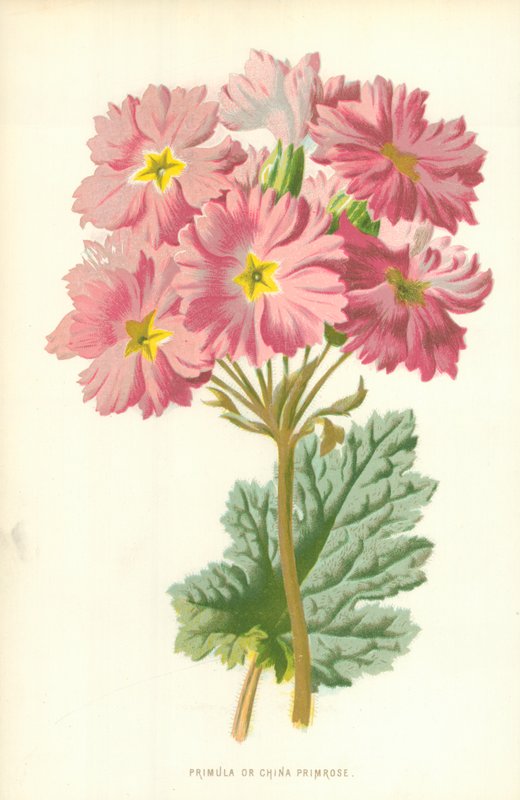 Primula of Chinese Primula door Frederick Edward Hulme