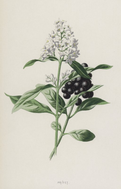 Liguster door Frederick Edward Hulme