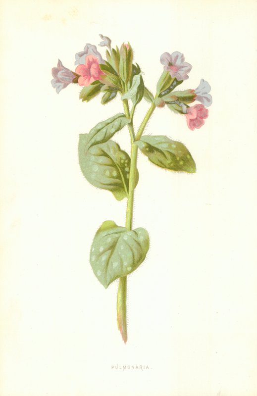 Longkruid door Frederick Edward Hulme