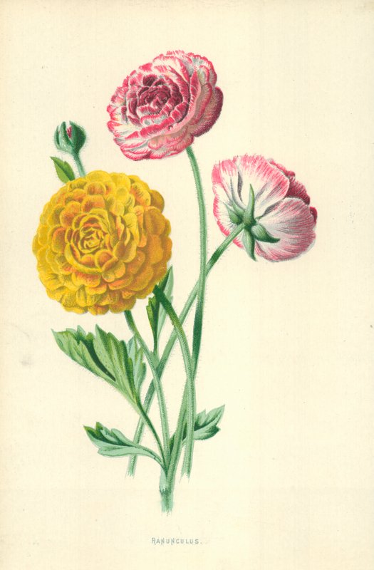 Ranonkel door Frederick Edward Hulme