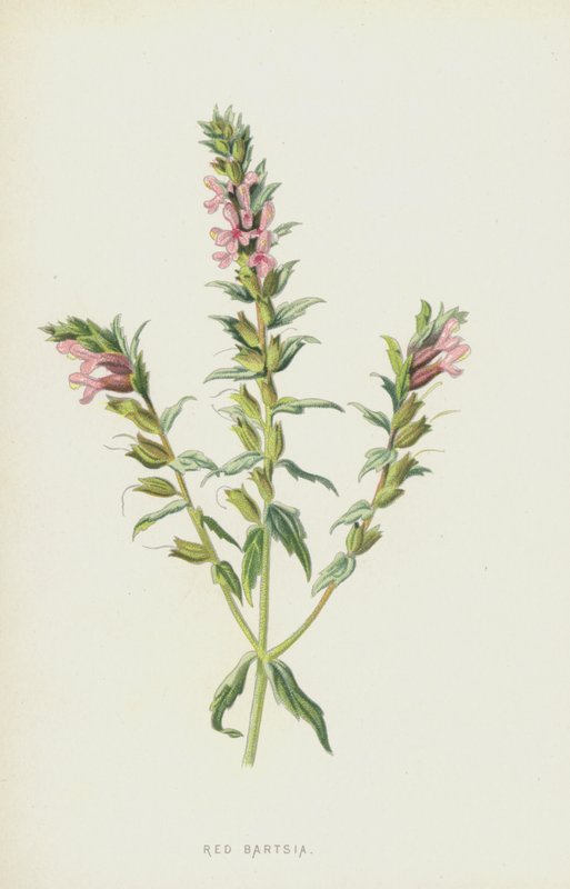 Rode Bartsia door Frederick Edward Hulme
