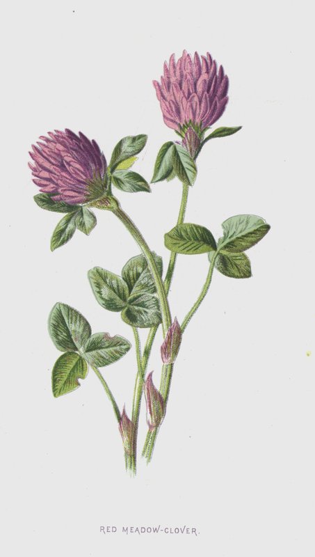 Rode klaver door Frederick Edward Hulme