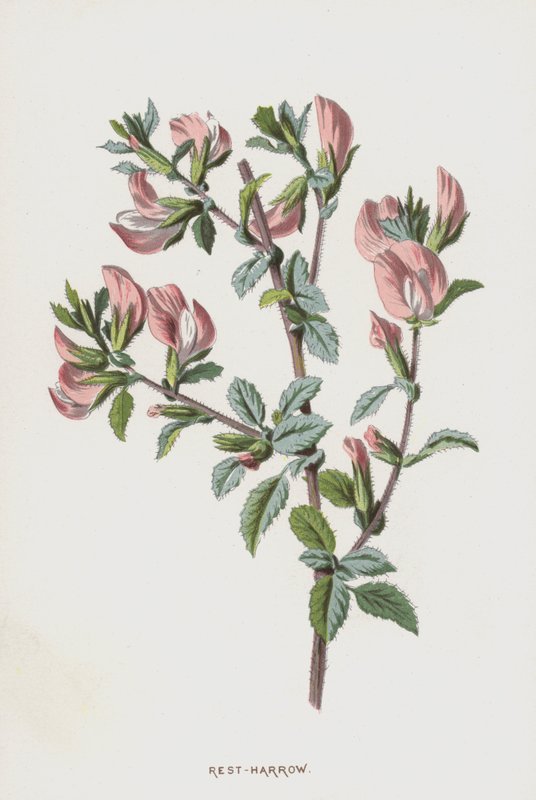 Heideklaver door Frederick Edward Hulme