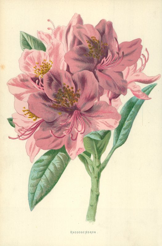 Rhododendron door Frederick Edward Hulme