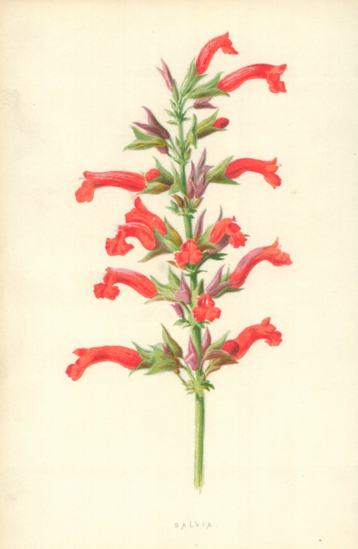 Salvia door Frederick Edward Hulme