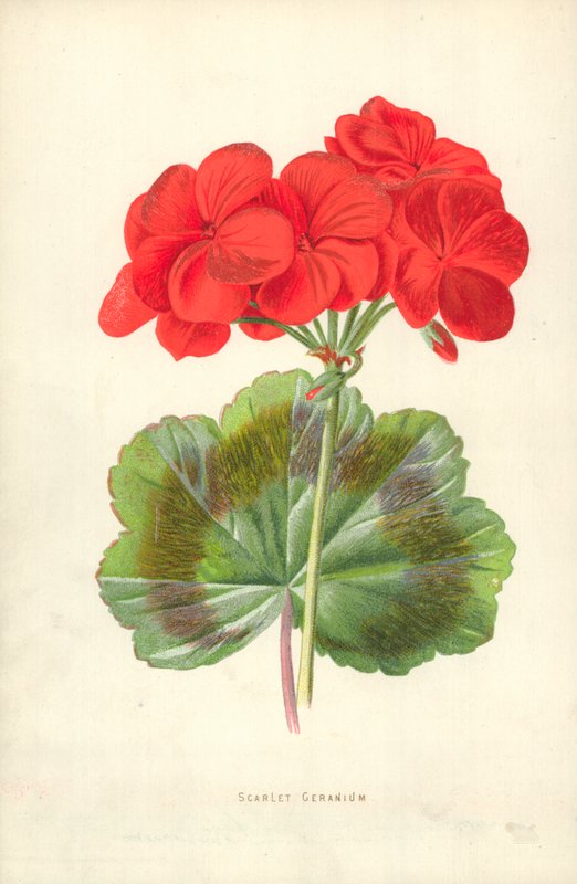 Rode Geranium door Frederick Edward Hulme