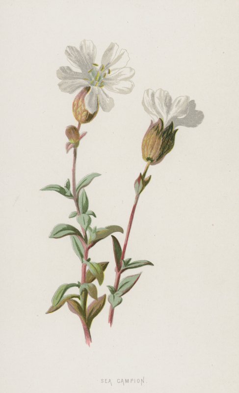 Zee Anjer door Frederick Edward Hulme