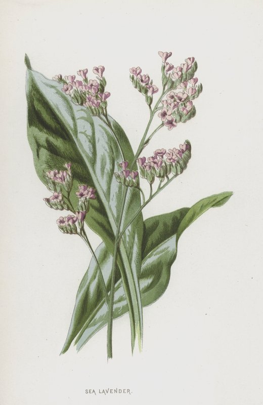 Lamsoor door Frederick Edward Hulme