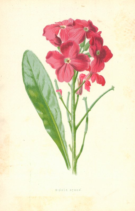 Enkele voorraad door Frederick Edward Hulme