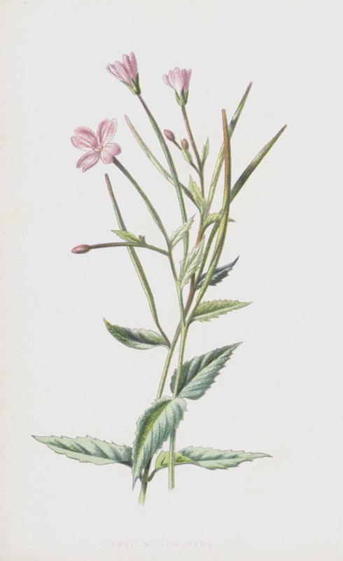 Klein Wilgenroosje door Frederick Edward Hulme