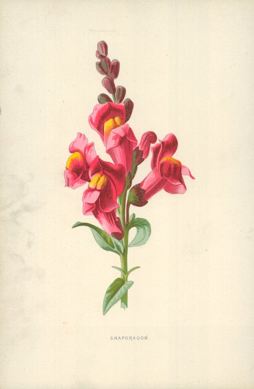 Leeuwenbek door Frederick Edward Hulme
