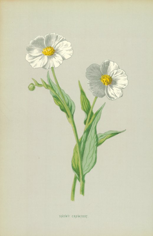 Sneeuwkruid door Frederick Edward Hulme