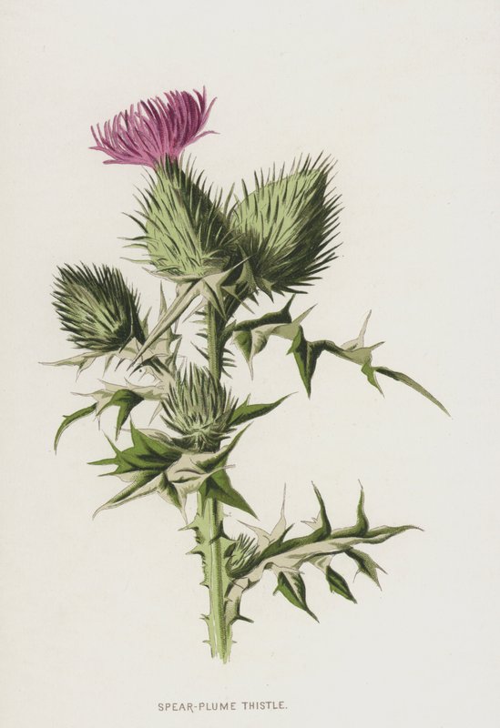 Speerdistel door Frederick Edward Hulme