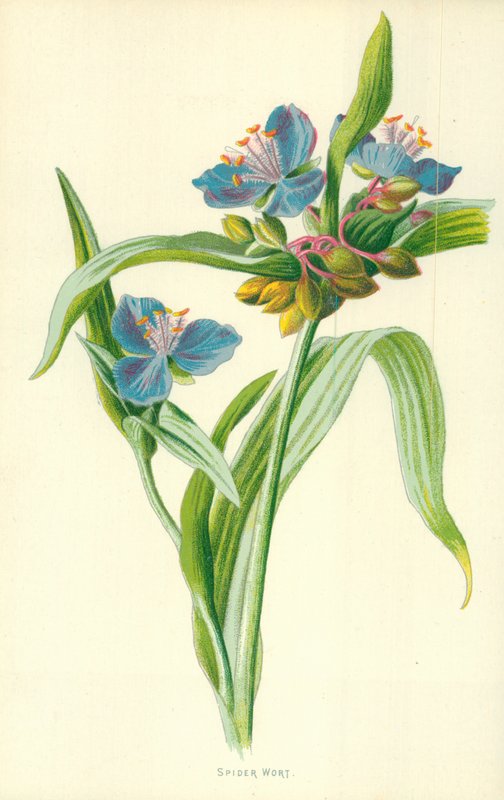 Spinnekruid door Frederick Edward Hulme