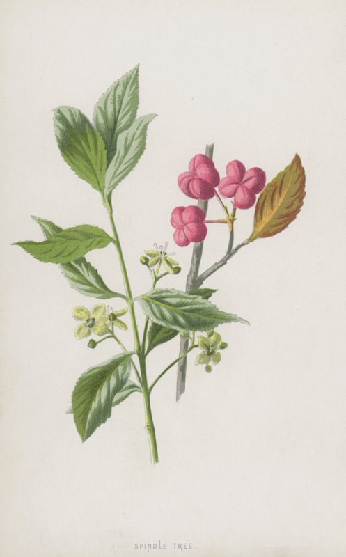 Kardinaalsmuts door Frederick Edward Hulme