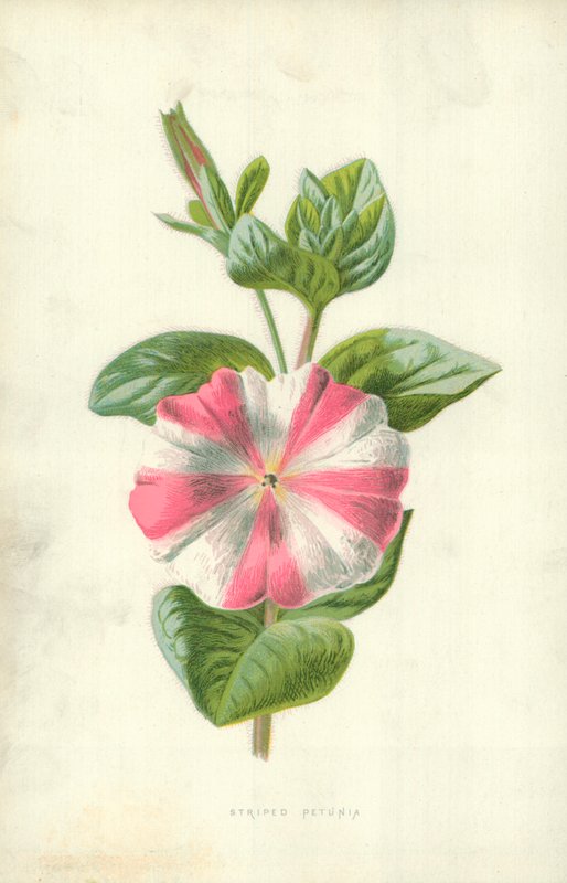 Gestreepte Petunia door Frederick Edward Hulme