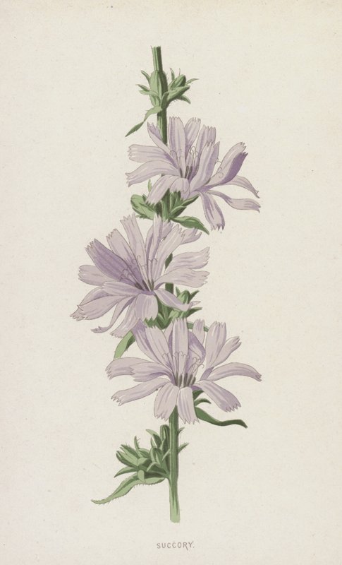 Wilde Cichorei door Frederick Edward Hulme