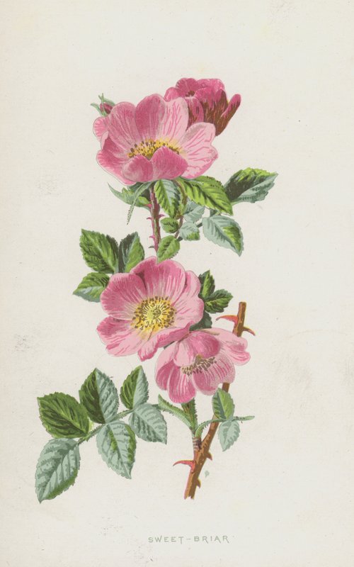 Hondsroos door Frederick Edward Hulme