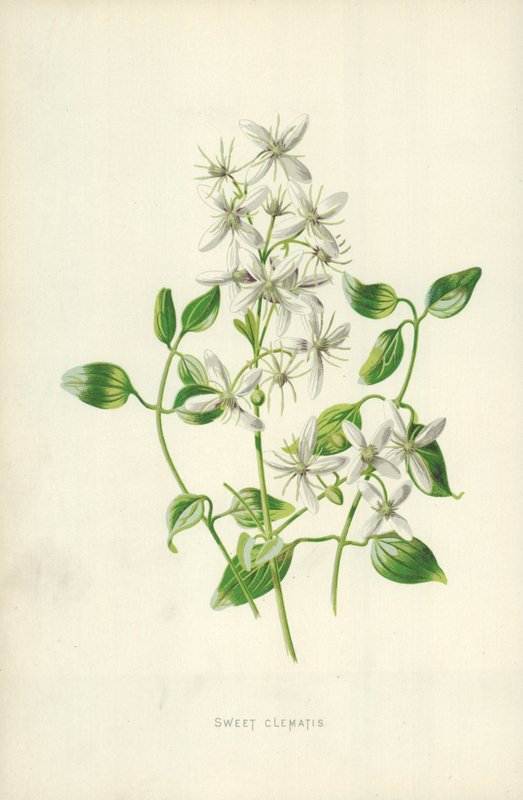Zoete clematis door Frederick Edward Hulme