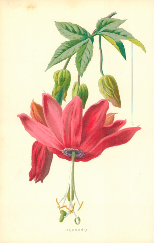 Tacsonia door Frederick Edward Hulme