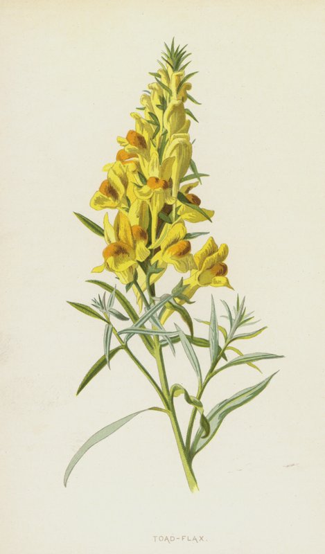 Vlasbekje door Frederick Edward Hulme