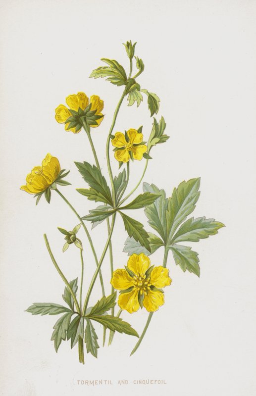 Tormentil en Vijfvingerkruid door Frederick Edward Hulme