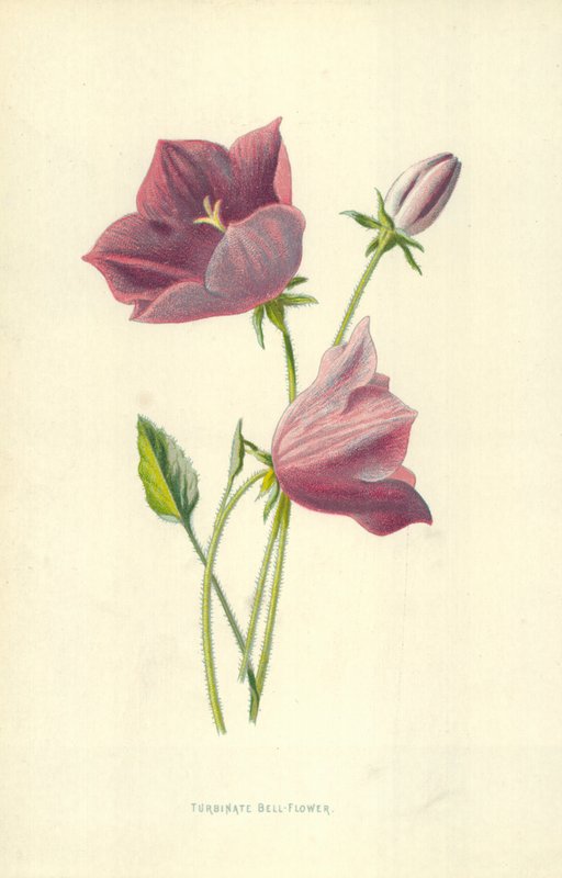 Turbinaat Klokbloem door Frederick Edward Hulme