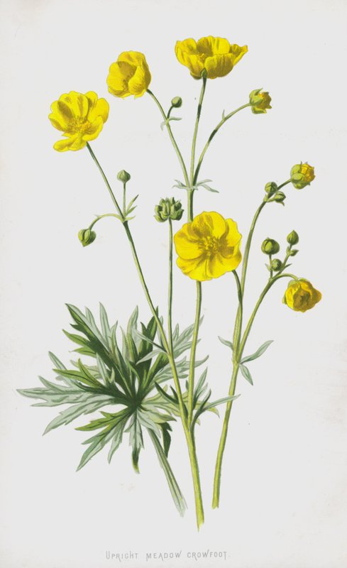 Rechte Boterbloem door Frederick Edward Hulme
