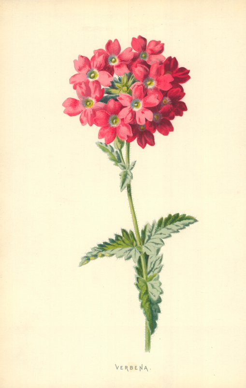 Verbena door Frederick Edward Hulme
